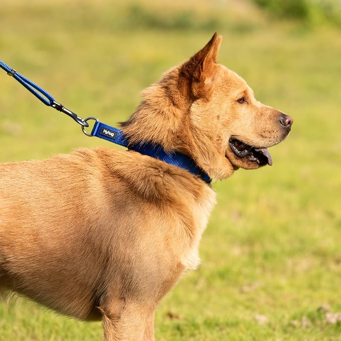 Hyhug Martingale Collar for Dogs Small Blue |Escape - Proof Heavy Duty Nylon Durable No Buckle, Ideal for Training & Daily Walks