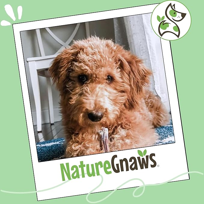 Nature Gnaws Bully Stick Bites for Small Dogs 2-4" (8oz) - Long Lasting for Light Chewers and Puppies - Natural Beef Dog Chew Treats - Rawhide Free