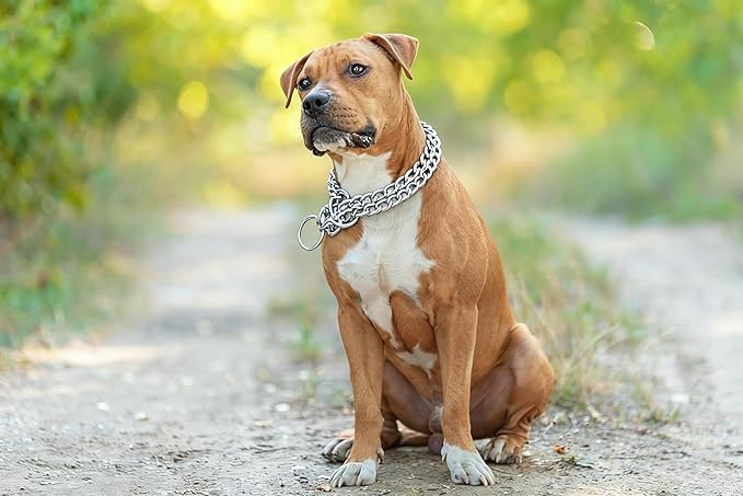 Silver Dog Choker Chain, Double Row Martingale Chain Dog Collars, Chew Proof Metal Cuban Link Slip Collar Adjustable for Small Medium Large Breed Dogs (2 Row, M)