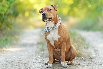 Silver Dog Choker Chain, Double Row Martingale Chain Dog Collars, Chew Proof Metal Cuban Link Slip Collar Adjustable for Small Medium Large Breed Dogs (2 Row, M)