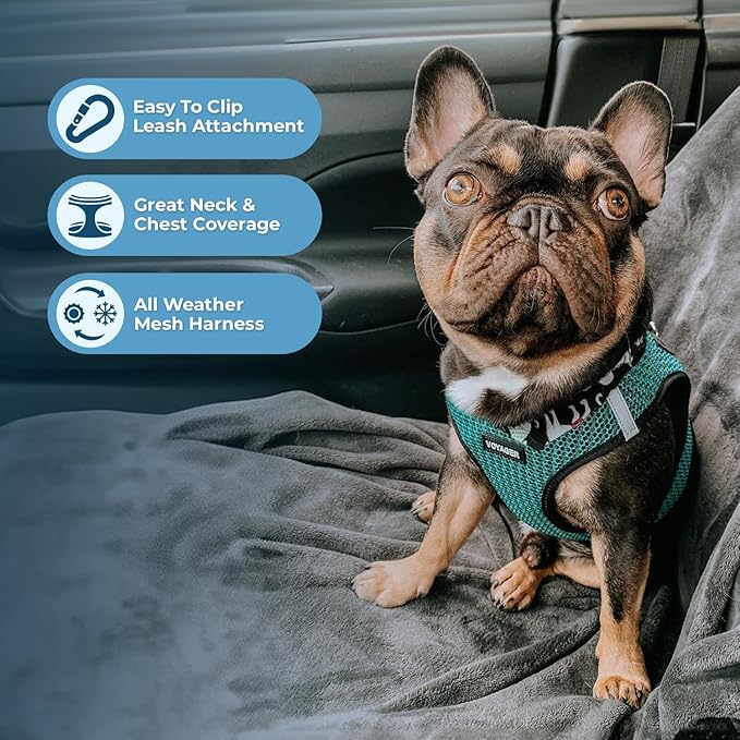 Best Pet Supplies Voyager Step-in Air All Weather Mesh Harness and Reflective Dog 5ft Leash Combo with Neoprene Handle, for Small, Medium and Large Breed Puppies - Set (Turquoise 2-Tone), Large