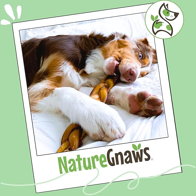 Nature Gnaws Braided Bully Sticks for Dogs 11-12" (5 Count) - Long Lasting for Aggressive Chewers and Large Dogs - Natural Beef Dog Chew Bones