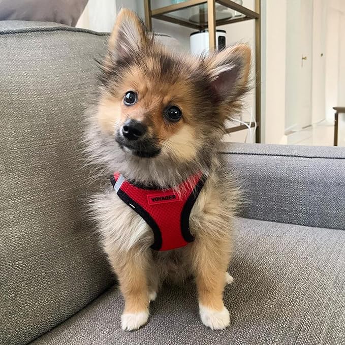Best Pet Supplies Voyager Step-in Air Harness - All Weather Mesh, Reflective, No Pull Harness for Dogs, Cats - Secure with Hook & Loop Fastener, Buckle, Double D-Rings - Red/Black Trim, XS