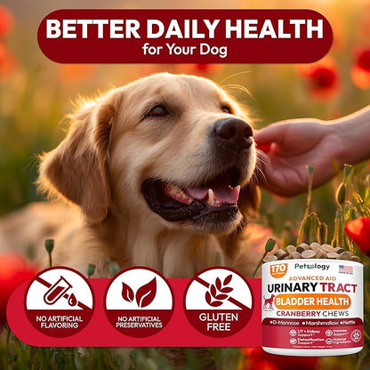 Dog UTI Treatment - 170 Cranberry Chews for Dogs - Urinary Tract Infection, Bladder & Kidney Health Multivitamin - Cranberry Supplement for Dogs with D-Mannose - Dog Vitamins and Supplements