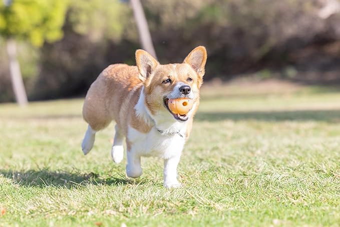 Chuckit! Birthday Fetch Ball, Medium (2.5 Inch Diameter), for Dogs 20-60 lbs, Pack of 1