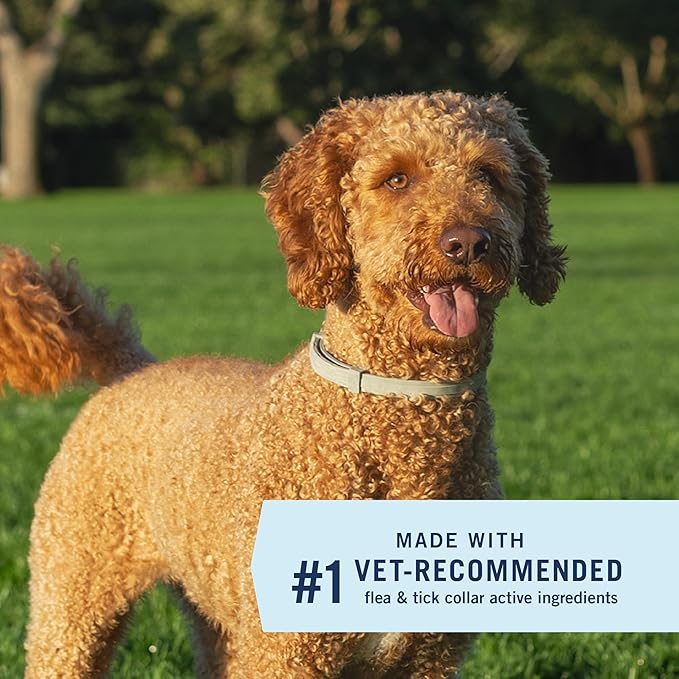 PetArmor Extend Large Dog Flea and Tick Treatment & Prevention, Collar for Large Dogs Above 18 lbs., 8 Months of Protection, Odorless & Non-Greasy, Waterproof, Kills Fleas, Ticks, and Larvae, 2 Count