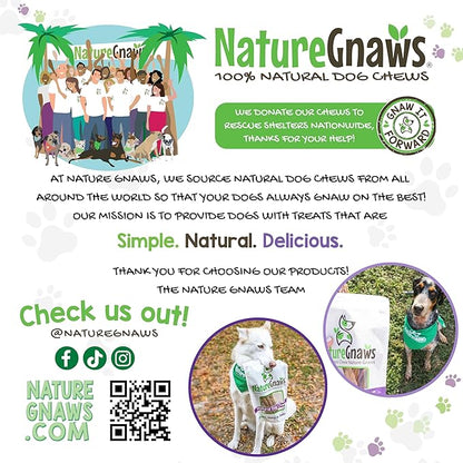 Nature Gnaws Bully Sticks for Dogs 11-12" (8oz) - Mixed Thickness - Long Lasting for Aggressive Chewers and Large Dogs - Natural Beef Dog Chew Bones