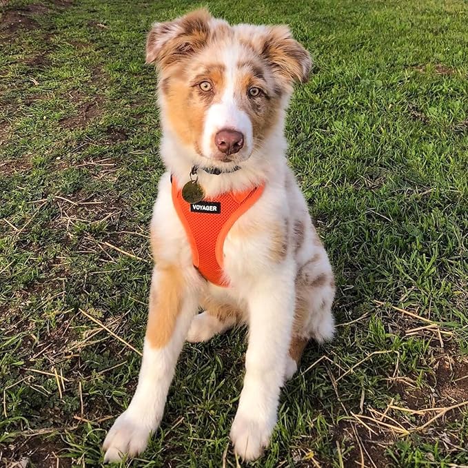 Best Pet Supplies Voyager Step-in Air All Weather Mesh Harness and Reflective Dog 5ft Leash Combo with Neoprene Handle, for Small, Medium and Large Breed Puppies - Set (Orange), Small