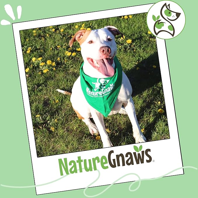 Nature Gnaws Braided Bully Sticks for Dogs 5-6" (10 Count) - Long Lasting for Small and Medium Dogs - Natural Beef Dog Chew Bones - Rawhide Free