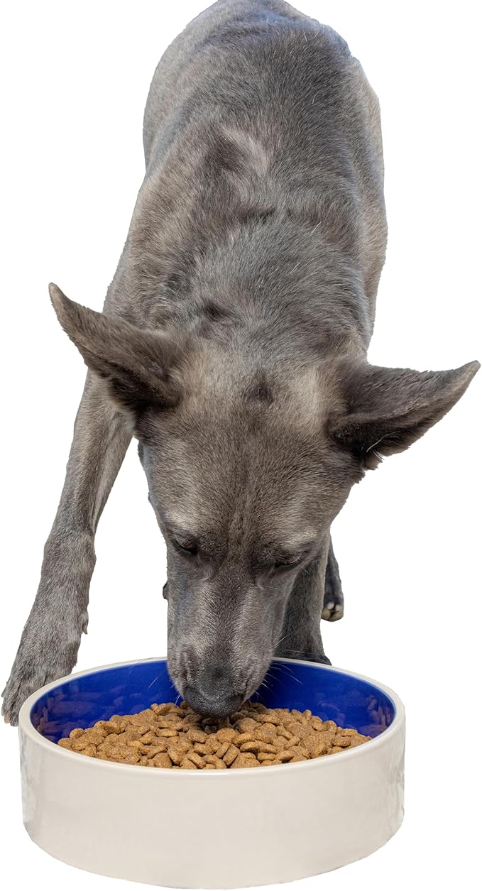 SPOT Standard Crock Dish - Heavy Duty, Non-Slip, Round Ceramic Food/Water Bowl for Pets, Ideal for Medium to Large Dogs or Multiple Animals, Dishwasher Safe - 9.5 in, 8 Cups, (64 Oz)