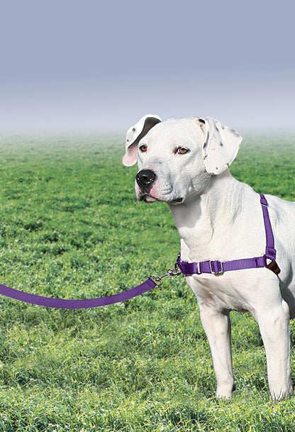 PetSafe Easy Walk Harness for Dogs - Pull-Free Walks - Patented Martingale Loop Design - Front Chest Leash Attachment - Comfort Straps - Breathable Harness Design - Medium, Deep Purple/Black