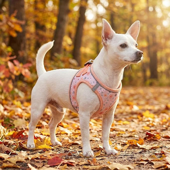 Mihqy Step in Dog Harness and Leash Set, Reflective Adjustable No Pull Dog Harness for Small Medium Dogs Puppy and Cats, Soft Padded Mesh Vest Harnesses for Girl and Boy Pets(Orange Floral,L)