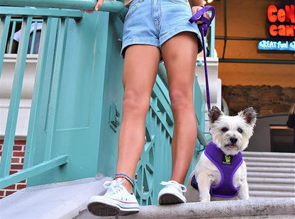 EcoBark Dog Leash - Soft & Reflective Comfort Leashes with Padded Handle - Safe, Strong, & Durable for Small, Medium or Large Dogs (Purple)