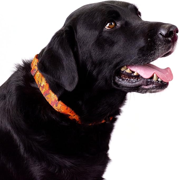 Country Brook Petz - Orange Sunset Camo Martingale Dog Collar and Leash - Camouflage Collection Featuring Rugged Designs (1 Inch, Extra Large)