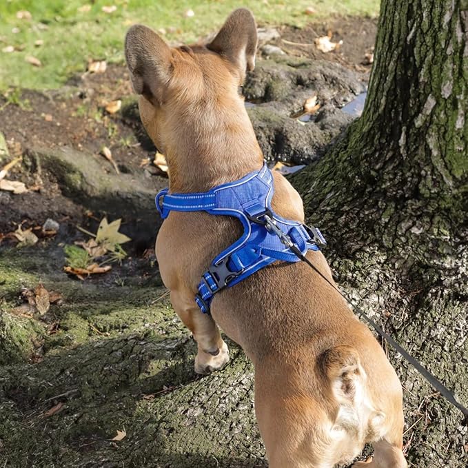Voyager Dog Harness Dual Leash Attachment No-Pull Control Adjustable Soft but Strong Pet Harness for Medium and Large Dogs with 3M Reflective Technology, Leash Set Royal Nylon, XS (Chest: 13-16")