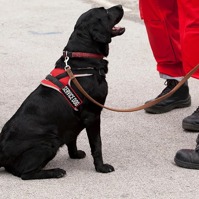 Pistha 12 Pieces Removable Tactical Dog Harness Service Dog Vest Patches Do Not Pet in Training and Emotional Support Dog Vest Patches(3.6 x 1.6Inch)