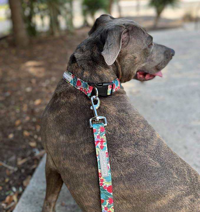 Lucky Love Dog - Easy Click Buckle Dog Collar with Leash Set Combo, Durable & Comfortable for Male & Female Dogs, Pet Collar for Small Dogs, Secure Fit - Ginny Combo, Small