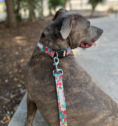 Lucky Love Dog - Easy Click Buckle Dog Collar with Leash Set Combo, Durable & Comfortable for Male & Female Dogs, Pet Collar for Small Dogs, Secure Fit - Ginny Combo, Small