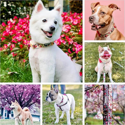 Blueberry Pet Spring Scent Rose Print Dog Collar, Small, Adjustable, Neck 12-16", Award Winning, Eco-Friendly, Pink Girl Dog Collars, Puppy Collars, Dog Collars for Medium Dogs