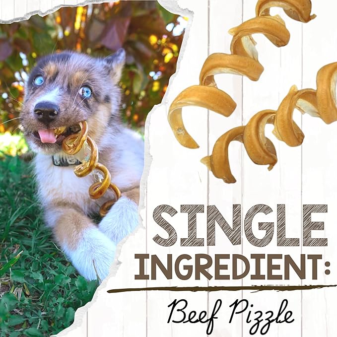Nature Gnaws Bully Stick Springs for Dogs 7-8" (12 Count) - Long Lasting for Aggressive Chewers - Natural Curly Beef Dog Chew Bones - Rawhide Free