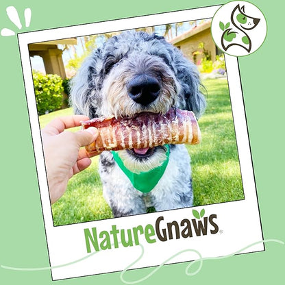 Nature Gnaws Beef Trachea Chews for Dogs 3" (12 Count) - Long Lasting Natural Crunchy Dog Chew Bones - Rawhide Free
