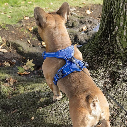 Voyager Dog Harness Dual Leash Attachment No-Pull Control Adjustable Soft but Strong Pet Harness for Medium and Large Dogs with 3M Reflective Technology, Leash Set Royal Nylon, S (Chest: 16-20")