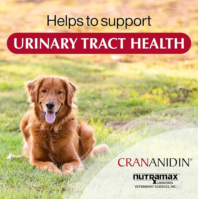 Crananidin Urinary Tract Health Supplement Chewable Tablets for Dogs, (Pack of 2)