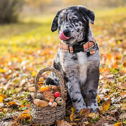 ARING PET Puppy Fall Dog Collar, Autumn Orange Black White Plaid Pet Collars for Small Medium Large Girl Boy Dogs Halloween-S Size