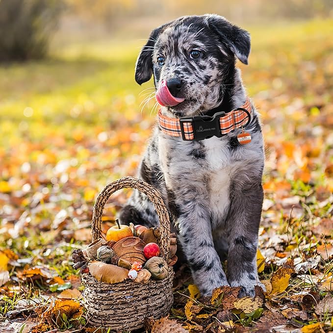 ARING PET Puppy Fall Dog Collar, Autumn Orange Black White Plaid Pet Collars for Small Medium Large Girl Boy Dogs Halloween-M Size