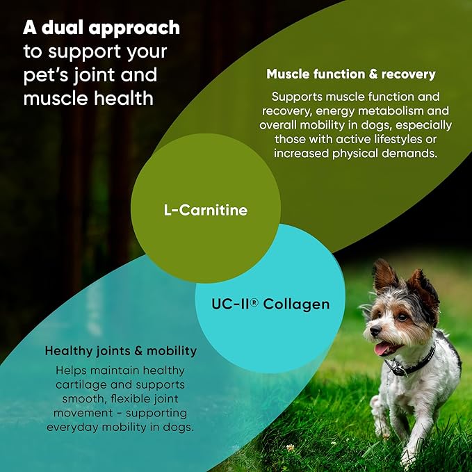 Rooted Owl Joint and Muscle Support for Cats and Small Dogs (Under 30 Lbs) - Supplement with UC-II Type II Collagen and L-Carnitine - 30 Count