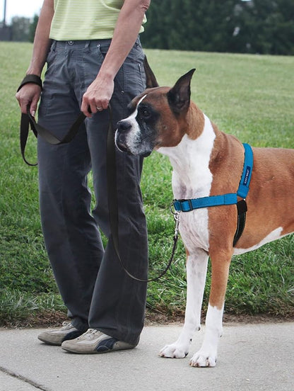 PetSafe Easy Walk Deluxe Dog Harness, No Pull Dog Harness – Perfect for Leash & Harness Training – Stops Pets from Pulling and Choking on Walks – Medium, Ocean