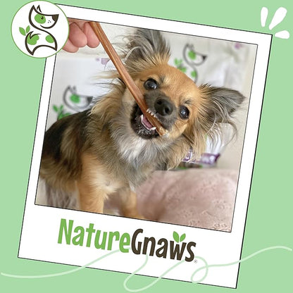 Nature Gnaws Extra Thin Bully Sticks for Small Dogs 5-6" (10 Count) - Long Lasting for Light Chewers and Puppies - Natural Beef Dog Chew Bones