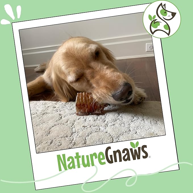 Nature Gnaws Beef Trachea Chews for Dogs 6" (6 Count) - Long Lasting Natural Crunchy Dog Chew Bones - Rawhide Free