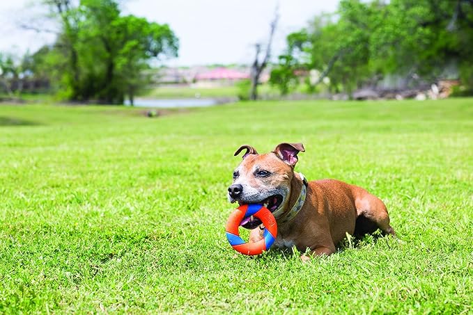 Chuckit! UltraRing Fetch and Chase Outdoor Dog Toy All Breeds