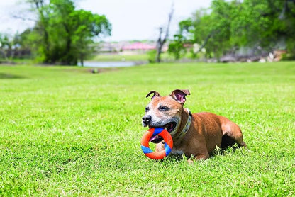 Chuckit! UltraRing Fetch and Chase Outdoor Dog Toy All Breeds