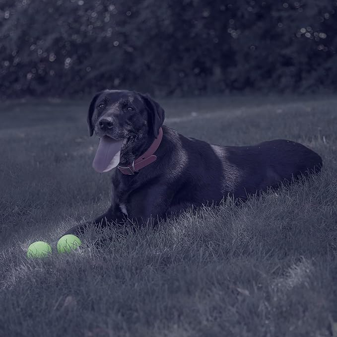 Chew King 2 Piece Glowing Fetch Ball