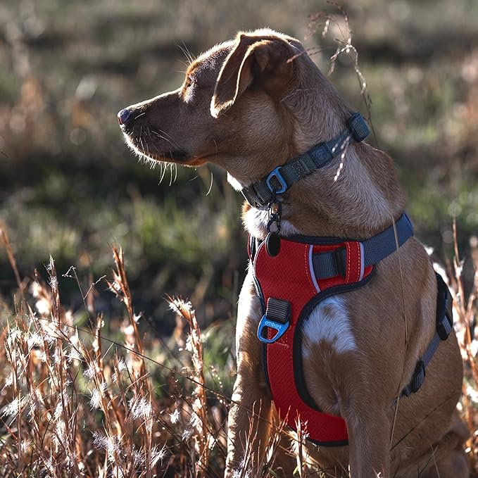 Embark Adventure Small Dog Harness – No-Pull, Reflective Trim, Military-Grade Nylon, Front Clip with Gel-Lined Handle