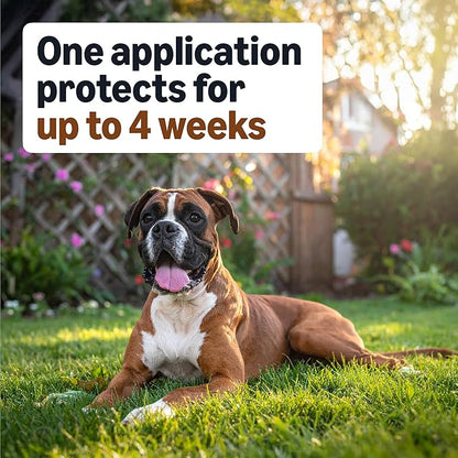 Amazon Basics Preventative Flea, Tick & Mosquito Topical Treatment for Large Dogs (21-55 Pounds), 4 Count, Packaging May Vary