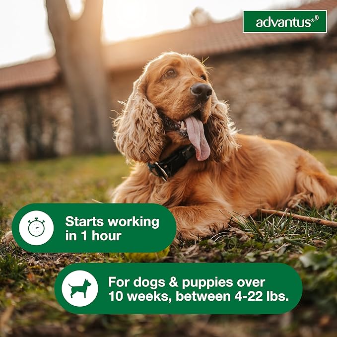 Advantus Dog Fast Acting Oral Flea Treatment Soft Chewable 4 - 22 lbs. | 7 ct.