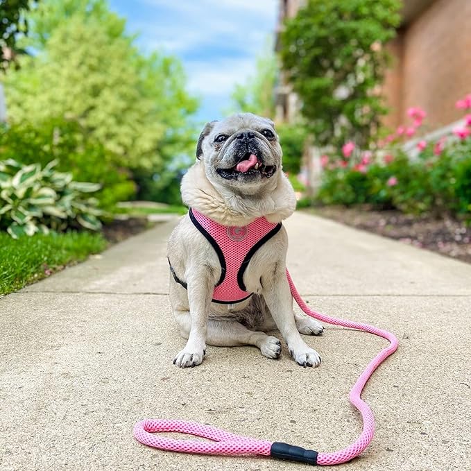 Gooby Mesh Leash - Blue, 4 FT - Breathable Mesh 4 Foot Leash for Small Dogs with Bolt Snap Clasp - On The Go Dog Leashes for Small, Medium, and Large Dogs