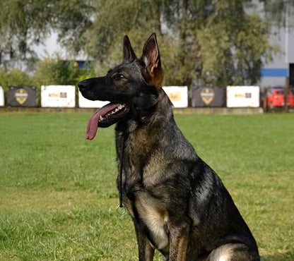 Dingo Gear Dog Choke Collar Hand Sewn Strong Polypropylene Braided Cord Two Limiters Waterproof Choker for K9 Training IGP Agitation Bite Work Obedience XS - Black (S04046)