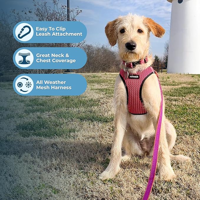 Best Pet Supplies Voyager Step-in Air Harness - All Weather Mesh, Reflective, No Pull Harness for Dogs, Cats - Secure with Hook & Loop Fastener, Buckle, Double D-Rings - Fuchsia 2-Tone, S