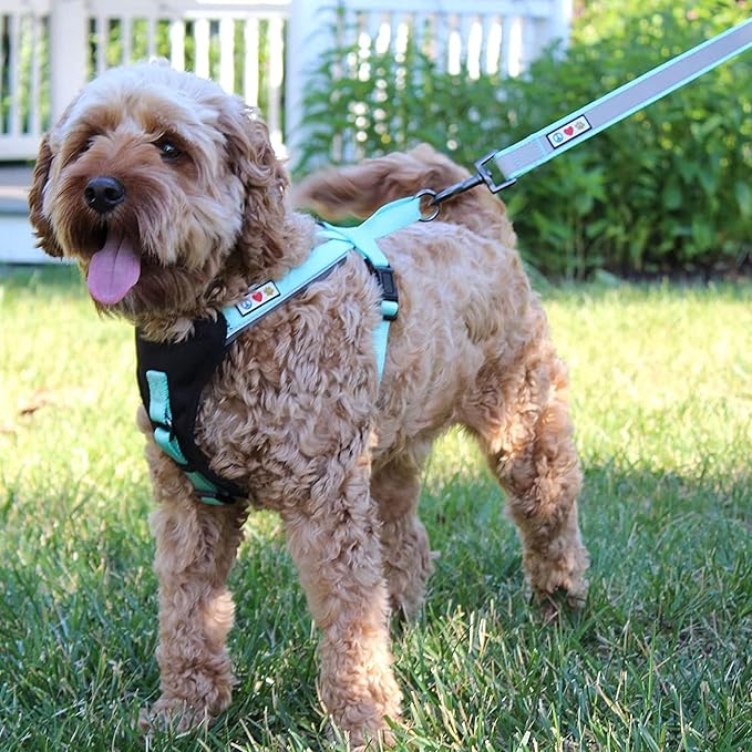 Pawtitas 6 FT Padded Dog Leash with Comfortable Neoprene Padding Handle - Red Lead | Small Reflective Dog Leash with Highly Reflective Band Perfect for Medium and Large Dogs and Puppies.