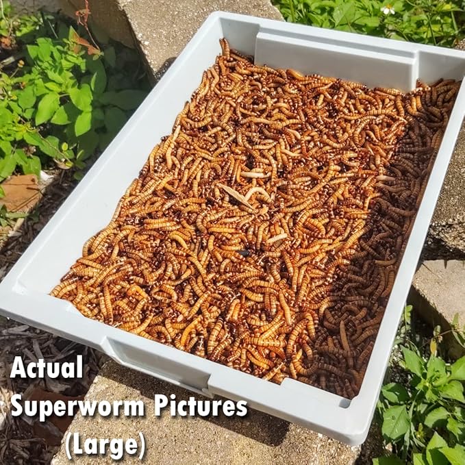 Superworm 200 Live (Large)-Bulk and Organic from Florida