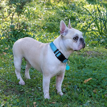 Ladoogo Reflective Dog Collar Padded with Soft Neoprene Breathable Adjustable Nylon Dog Collars for Small Medium Large Dogs (Medium (Pack of 1), Vivid Blue Collar+Leash)