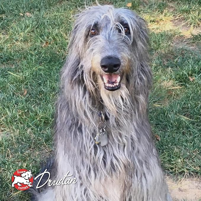 Fromm Four-Star Nutritionals Highlander Beef, Oats, & Barley Dog Food - Premium Dry Dog Food - Beef Recipe - 12 lb