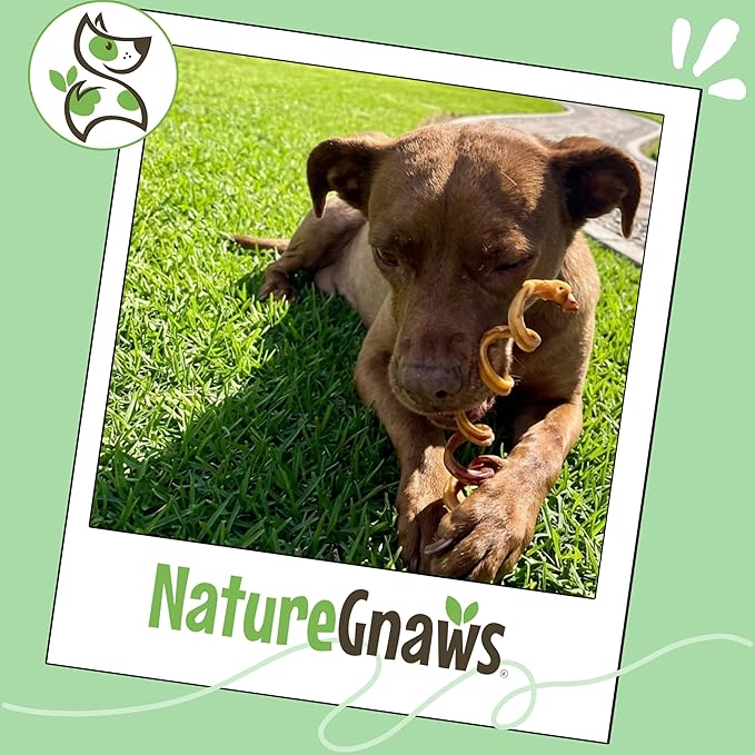 Nature Gnaws Bully Stick Springs for Dogs 7-8" (12 Count) - Long Lasting for Aggressive Chewers - Natural Curly Beef Dog Chew Bones - Rawhide Free
