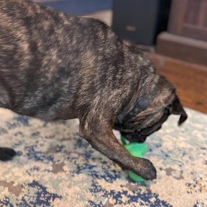 SPOT Puppy Pacifier Latex Dog Toy – Soft Binky-Shaped Chew for Teething Puppies & Small Dogs, 4.5 Inch, for Light Chewers Only, Squeaky Natural Latex, Assorted Colors