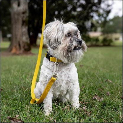 Country Brook Petz - Everyday Nylon Dog Collar for Large, Medium, and Small Dogs and Puppies - for Everyday Use in 15+ Cool Colors (Small, 3/4 Inch Wide, Yellow)