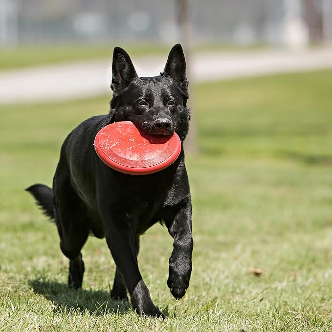 KONG Flyer - Durable Dog Toy for Outdoor Playtime - Natural Rubber Flying Disc, Dog Toy for Fetch - Safer Disc for Healthy Activity - for Small Dogs